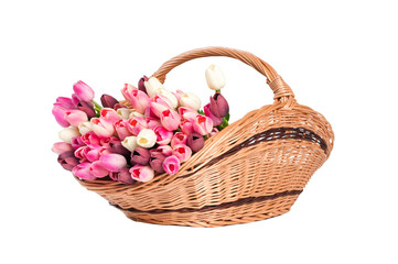 Fototapeta na wymiar Tulips in the basket on a white background.