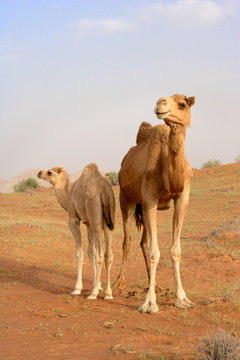 Camel  with Calf