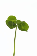 成長のイメージの四つ葉