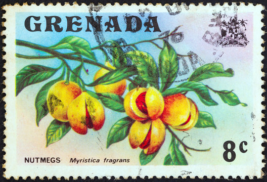 Nutmeg branch (Myristica fragrans) (Grenada 1974)