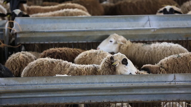 Flock of sheep