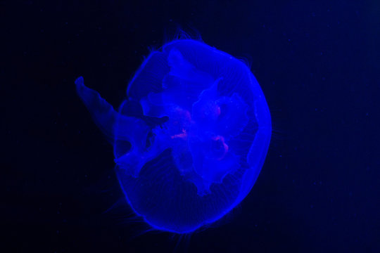 medusa singola