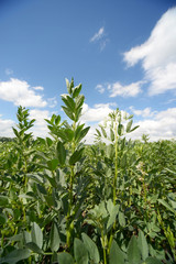 Feld mit Sojapflanzen