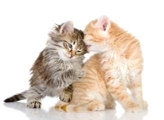 kittens who were played among themselves. isolated