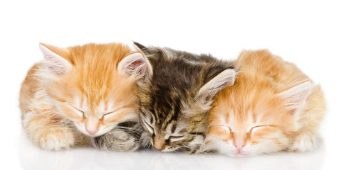 three kittens sleep together. isolated on white