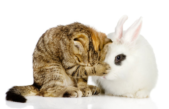kitten and rabbit together. isolated on white