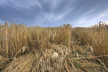 Fototapeta na wymiar champs de blé