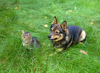 Cat and dog sitting together on the grass