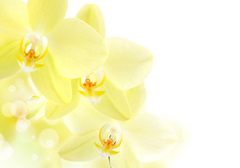 Fototapeta na wymiar Beautiful Orchid border