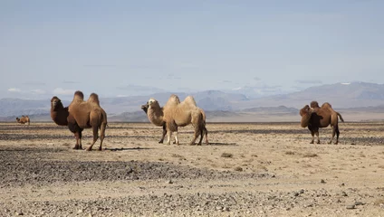 Photo sur Aluminium Chameau Chameau de Bactriane dans les steppes de Mongolie