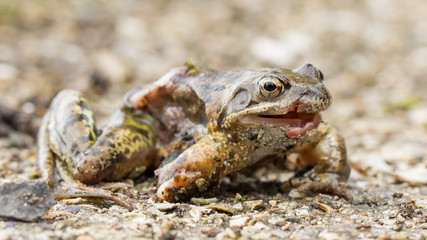 Macro of a dying frog isolated