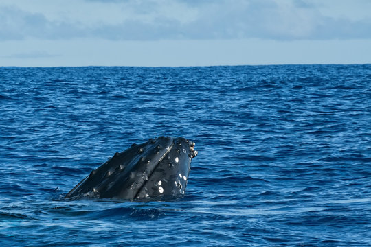 Humpback whale head comuing up in deep blue polynesian ocean