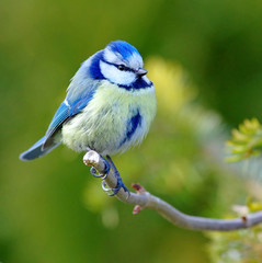Blue Tit on the branch