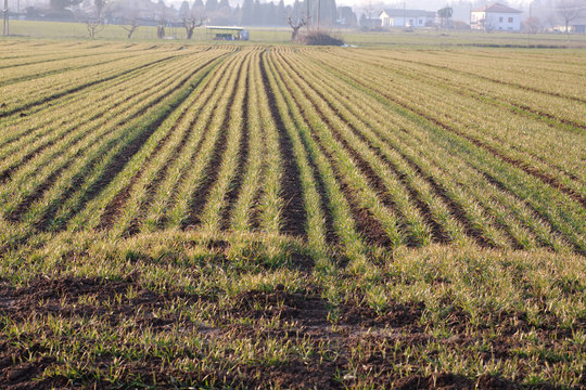 campo di frumento in inverno