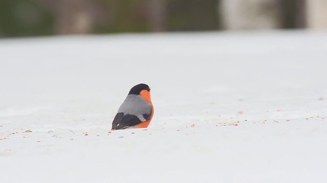 Dompfaff