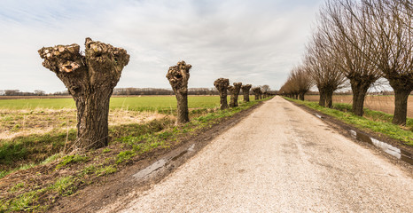 Country road between pollard willows