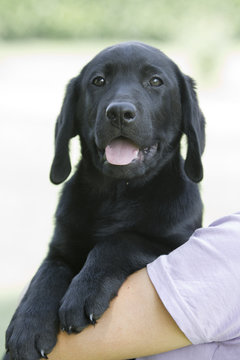 abrador puppy with his owner