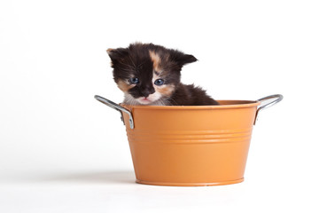 kitten