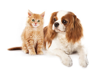 Cavalier King Charles Spaniel and and kitten breeds Maine Coon