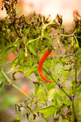 single cayenne pepper plant