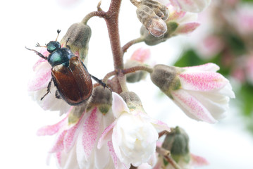 Beetle ( Phyllopertha horticola ) on the flowers of Deutzia - obrazy, fototapety, plakaty