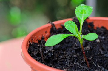 Seedlings growing in the greenhouse