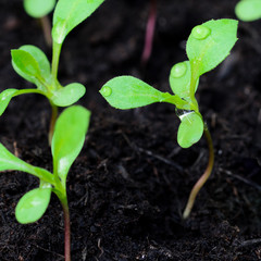 Seedlings growing in the greenhouse