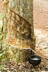 Rubber Tapping  into a wooden bowl