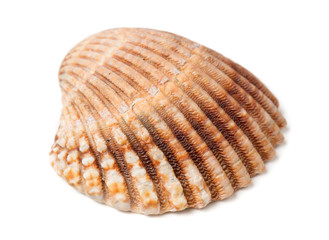 Seashell - isolated on white background