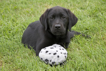 labrador puppy playing