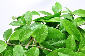Green leaves with water drops