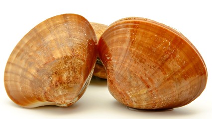 Almejas