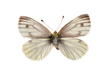 The Green viened white (Pieris napi) isolated