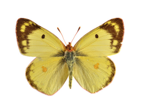 The Clouded Yellow (Colis hyale). Migratory butterfly.