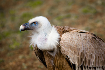 Gänsegeier 