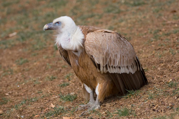 Gänsegeier