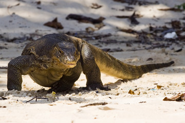 Bindenwaran am Stracd