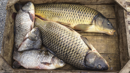 fresh fishes Cyprinus