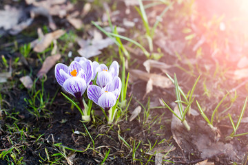 Flower growing out of the ground