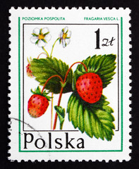 Postage stamp Poland 1977 Wild Strawberry, Forest Fruit