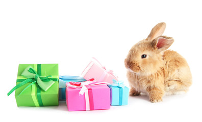 Fluffy foxy rabbit with gifts isolated on white
