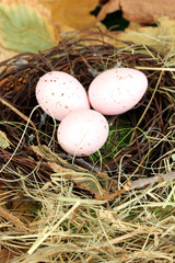 Naklejka na ściany i meble Easter eggs hidden in natural straw nest