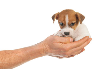 Holding cute puppy in hands © Ivonne Wierink