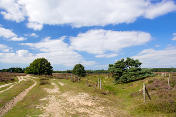 Heather flowers in landscape