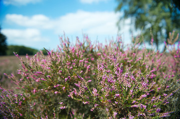 Obraz premium Heather flowers
