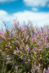 Obraz premium Heather flowers
