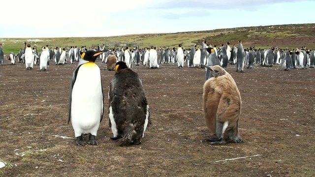 King penguin colony