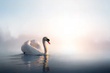 Poster Im Rahmen Art Swan schwimmt bei Sonnenaufgang des Tages auf dem Wasser © Konstiantyn