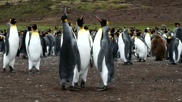 three king penguins standing together