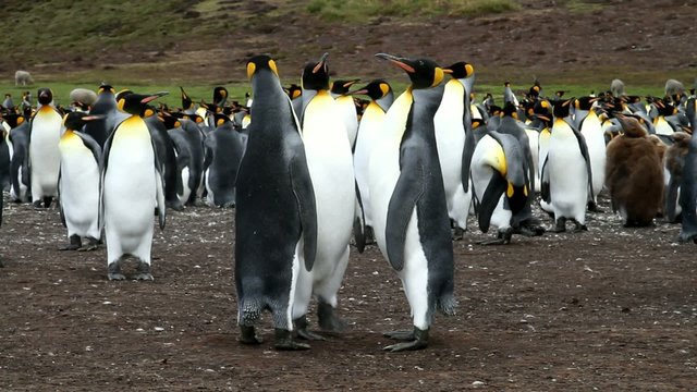 Kin penguin colony